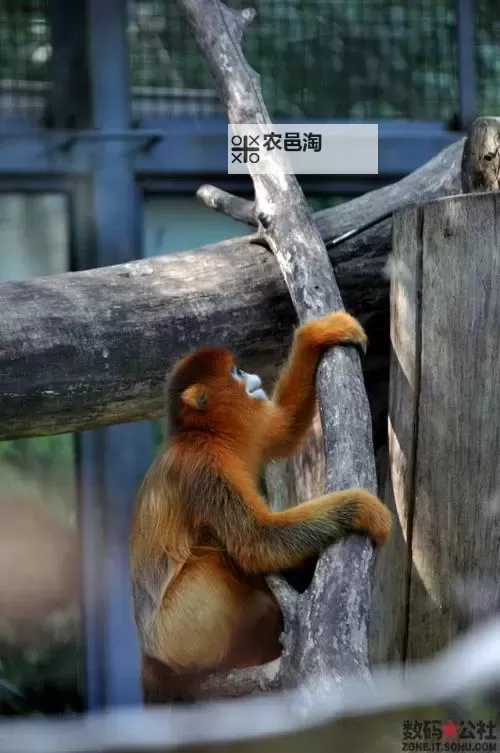 探索中国zoo：多彩动物世界与文化魅力的完美融合图1