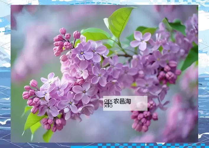 《开心五月,深爱丁香九月:四季交织的爱情诗篇》图1