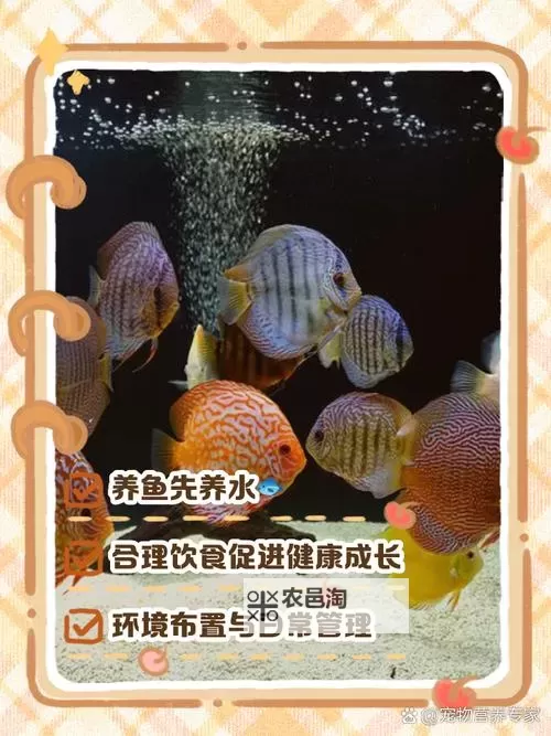 怎么双开七彩鱼? 七彩鱼双开挂机图文全攻略图2