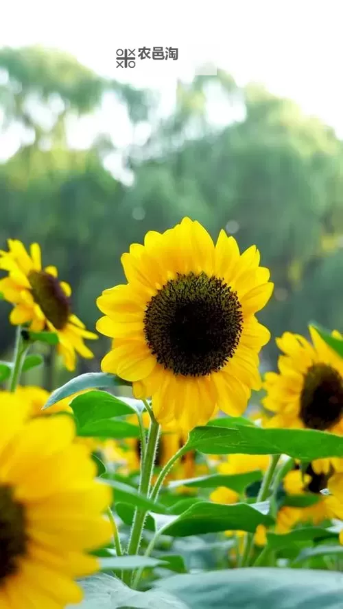 向日葵视频带你领略草莓的香甜时光图1
