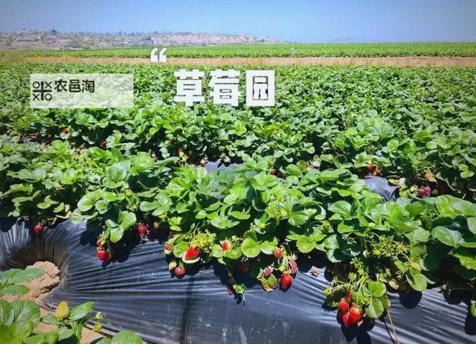 草莓视频向日葵入口：清新夏日的视觉盛宴图2
