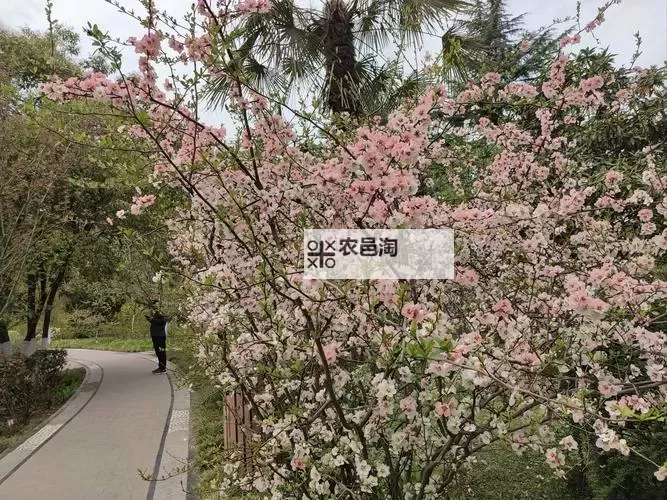 校园春色综合色网:探索春日校园的多彩魅力图1