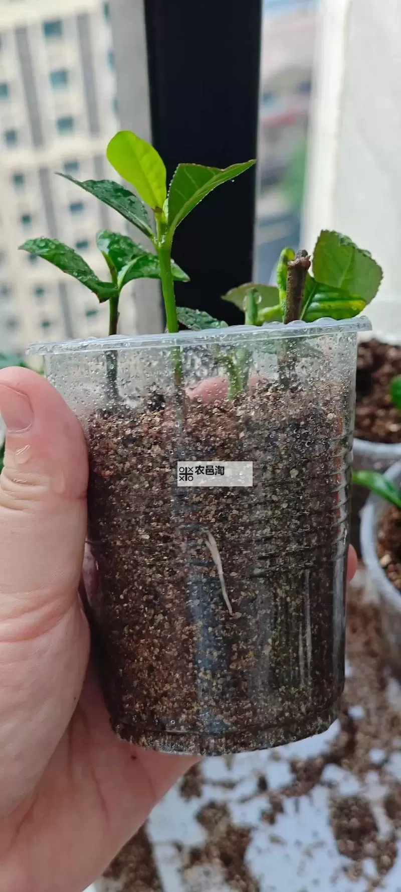 日本72种扦插方式的发布时间一览:详细介绍与发展历程图1