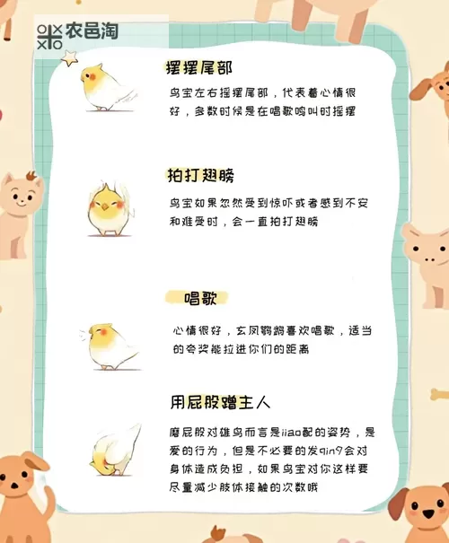 《小鸟爱飞翔》萌宠系统玩法介绍  《小鸟爱飞翔》萌宠养成攻略图1