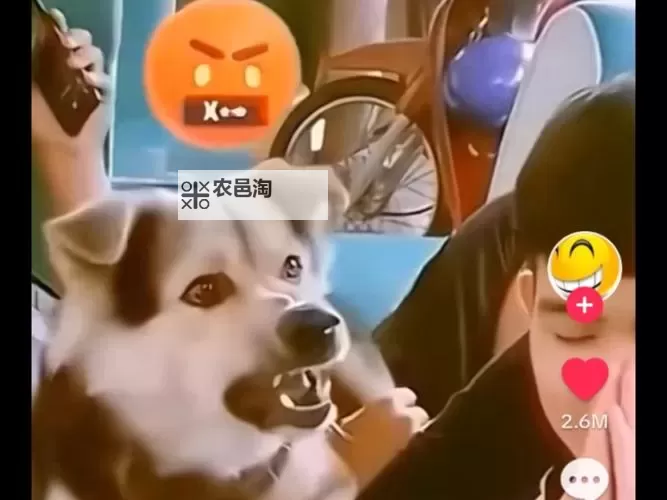 欧美人狗视频播放器在线观看：免费在线观看最新高清影片指南图1