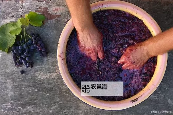 探索酿造乐趣：精彩自酿葡萄酒视频教程分享图1