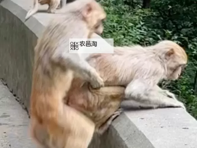 男生和女生一起生猴子的奇幻冒险图1