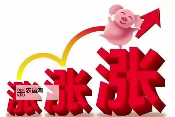 中文在线11月1日快速上涨：背后原因与市场反应分析图1