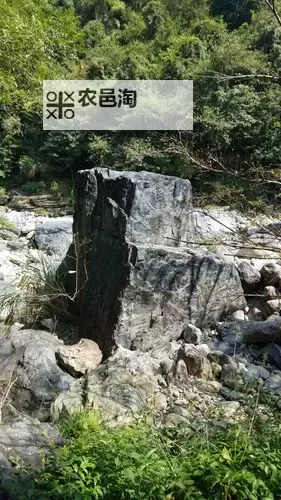 主人被自家牛怼上树僵持3小时：奇异田园救援记图1