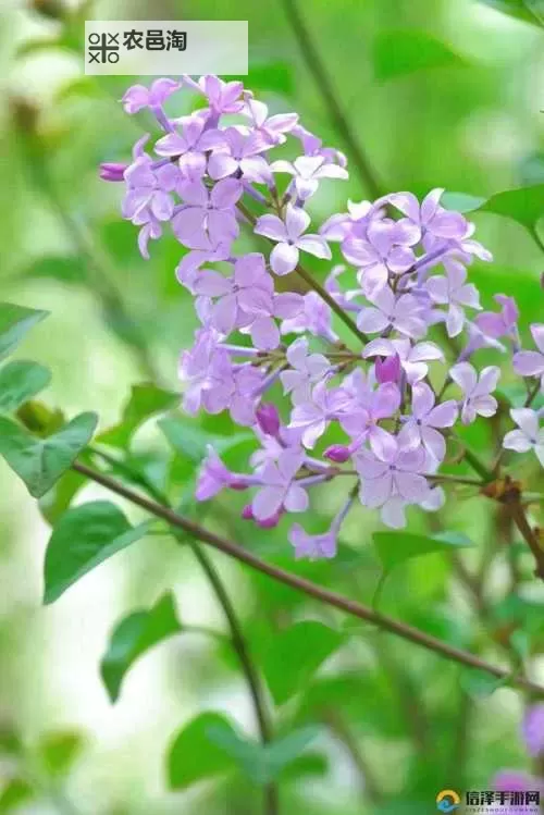 精彩推荐：深入解析五月丁香性综合的最新发展与研究动态图1