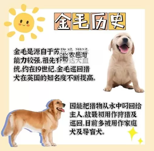 与自己养的金毛做7次：宠物训练中的温馨时光图2