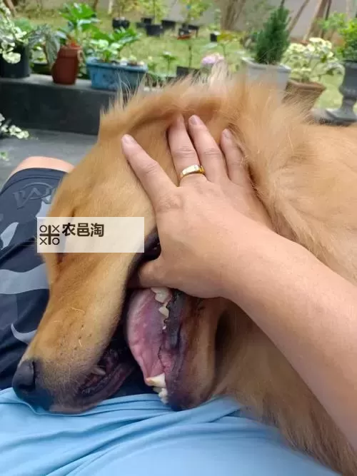 与自己养的金毛做7次：宠物训练中的温馨时光图1