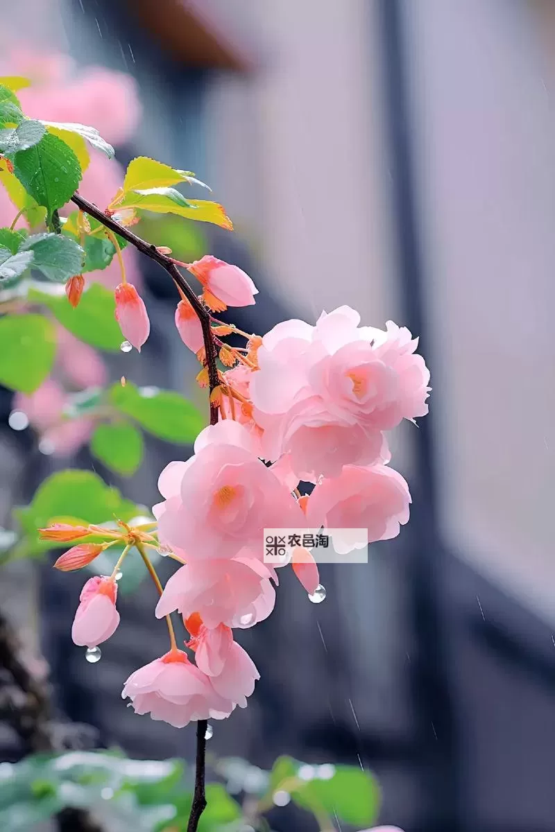 租客H1VL1：揭秘智能化物业管理的新趋势图1