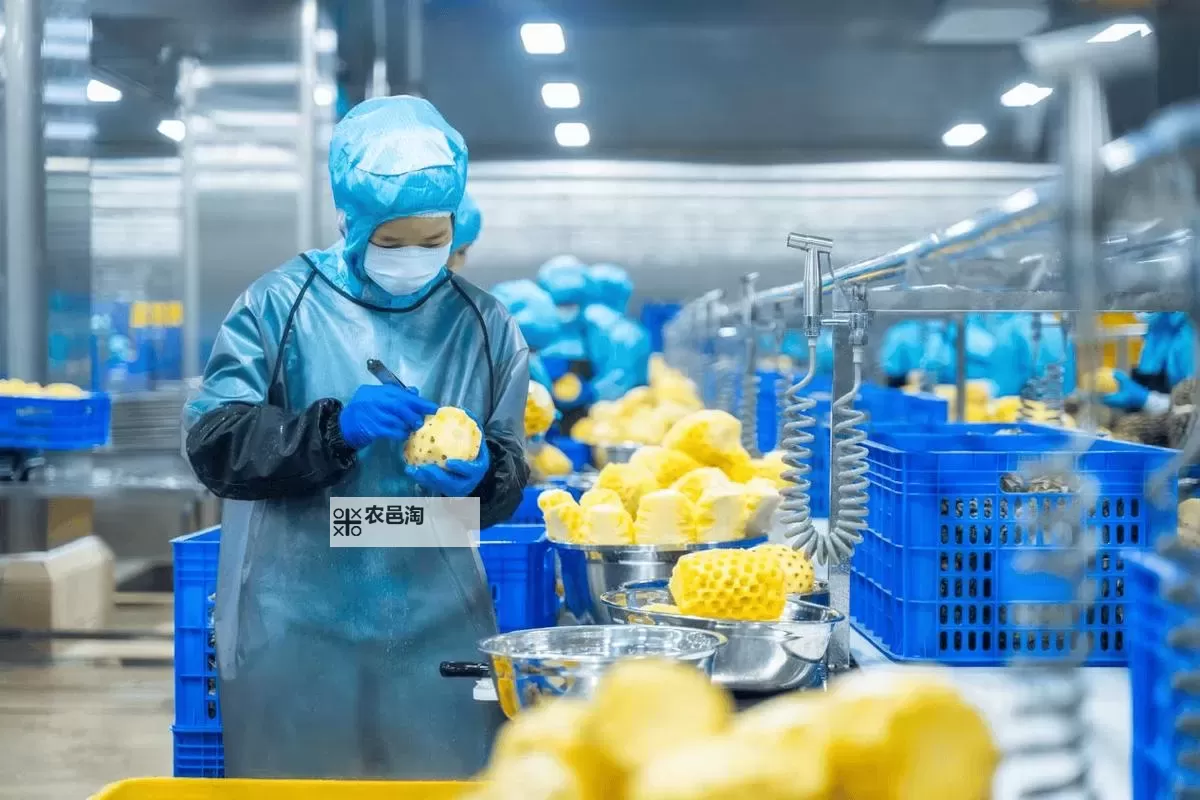 探索创新美味：9i果冻制造厂的最佳制作秘籍图1