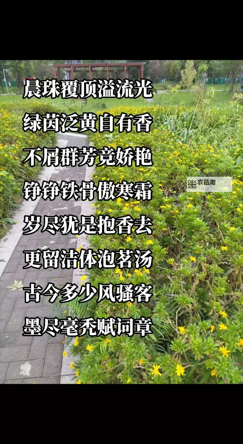 字字珠玑TXL金银花露——天然清新，润泽每一刻图1