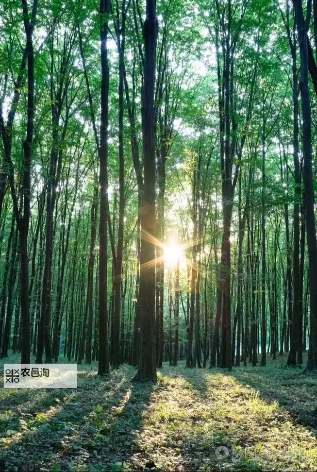 《幻兽帕鲁》全异变亚种帕鲁获取攻略图1