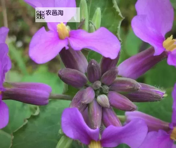 紫色大头昂扬挺拔:彰显自信的独特魅力图1