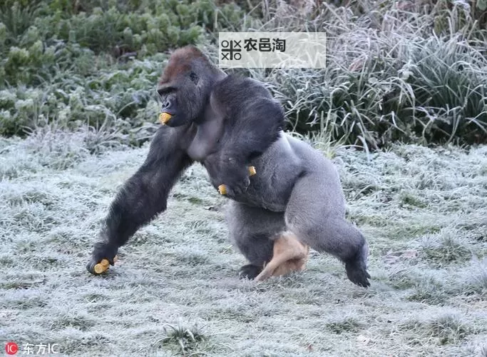 揭秘zooskzooskoo性欧美：独特风格与文化魅力分析图1