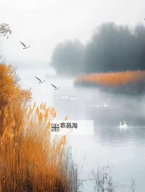 【免费阅读】感人至深的芦苇荡里的母爱：一段温馨动人的故事图1