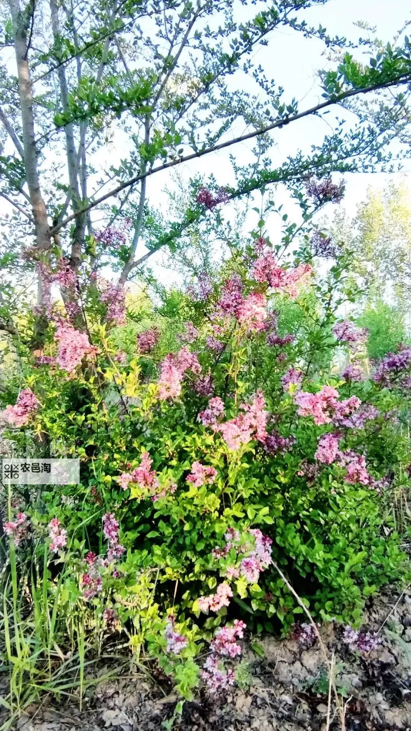 深度解析色五月丁香月综合:精彩内容与精彩瞬间回顾图1