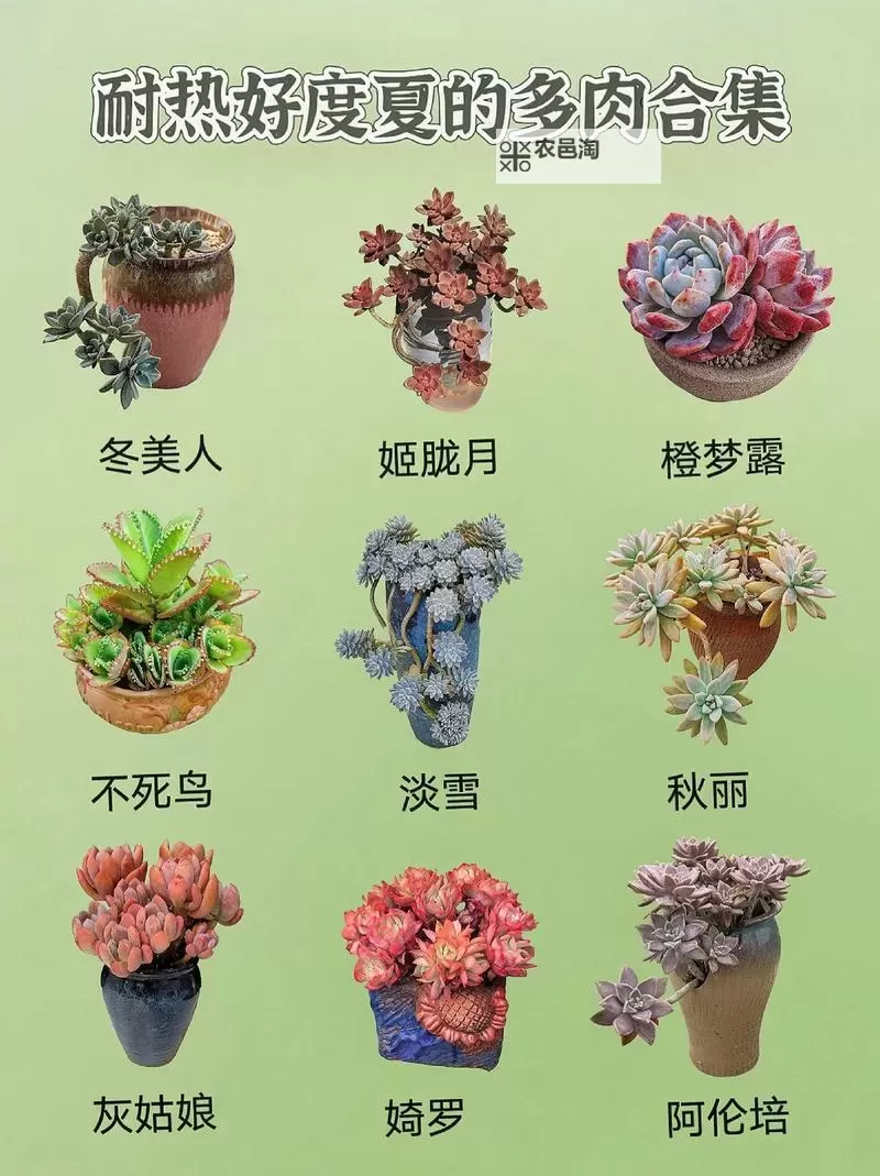 整篇都是车的多肉1V4推荐：最佳车载多肉植物大全图1