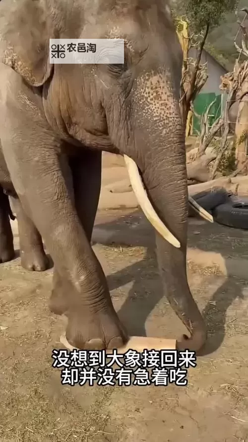 探索精彩内容尽在大象蕉在线——您的优质娱乐平台图1