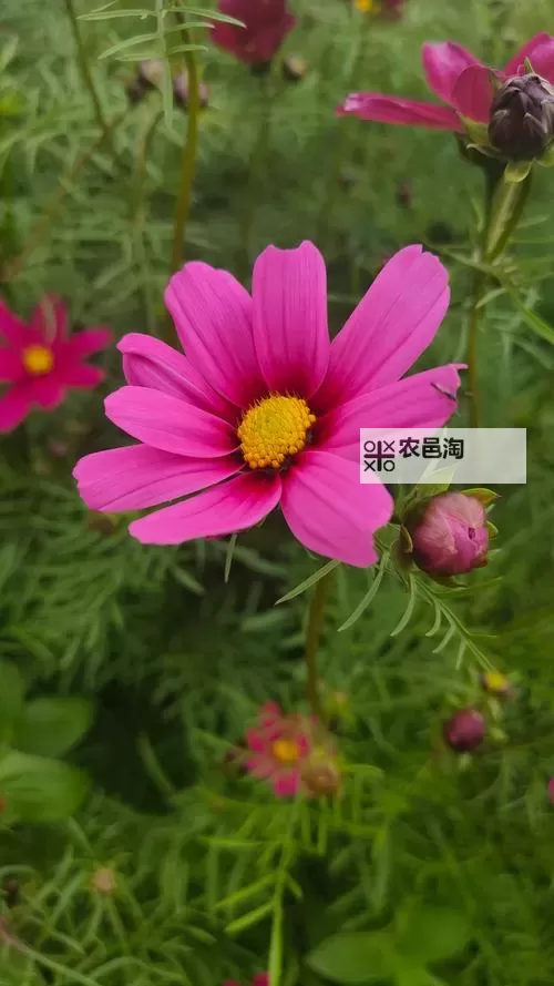 一骑当千2电脑版下载 怎么电脑玩一骑当千2？图1