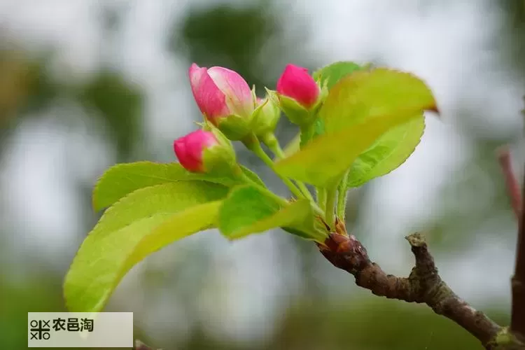 提升海棠种植效率：优质RB灌溉JY系统的创新应用图1