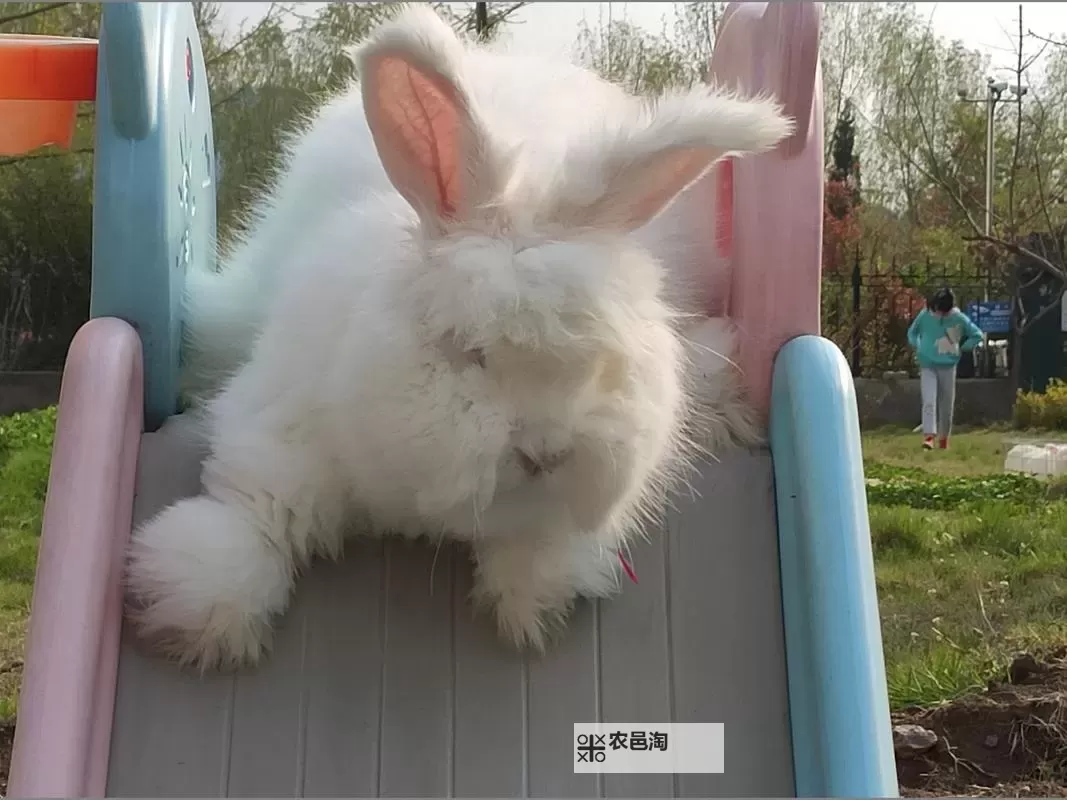 【实用教程】长毛兔养殖视频详解，打造完美兔年养殖指南图2