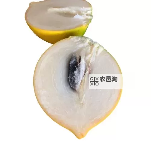 果冻传染煤黄色：奇异色彩背后的秘密谜团图1