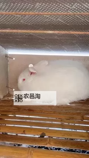 【实用教程】长毛兔养殖视频详解，打造完美兔年养殖指南图1