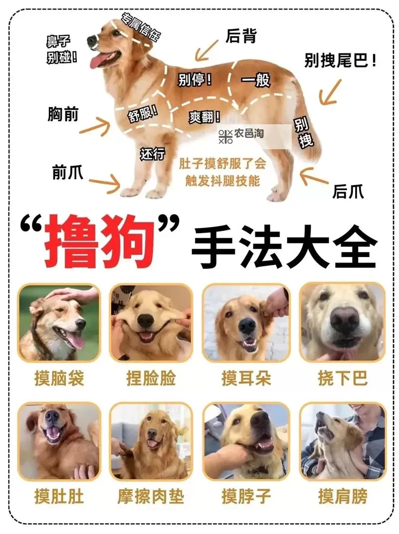 怎样教狗狗进入自己:有效的方法与步骤指南图1