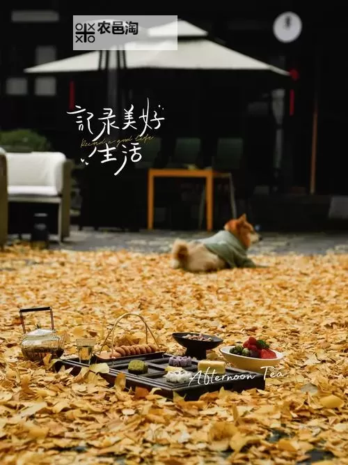 丈夫不在家的下午美好时光:静享独属于自己的温暖与宁静图1