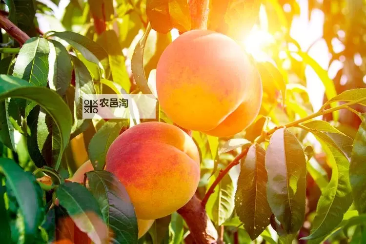 探索香蕉桶镇那个桃子里隐藏的秘密图1