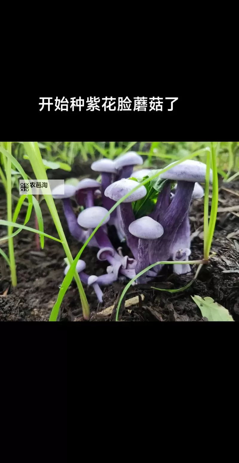 紫黑蘑菇横冲直撞引发红肿事件:jH视频曝光图1