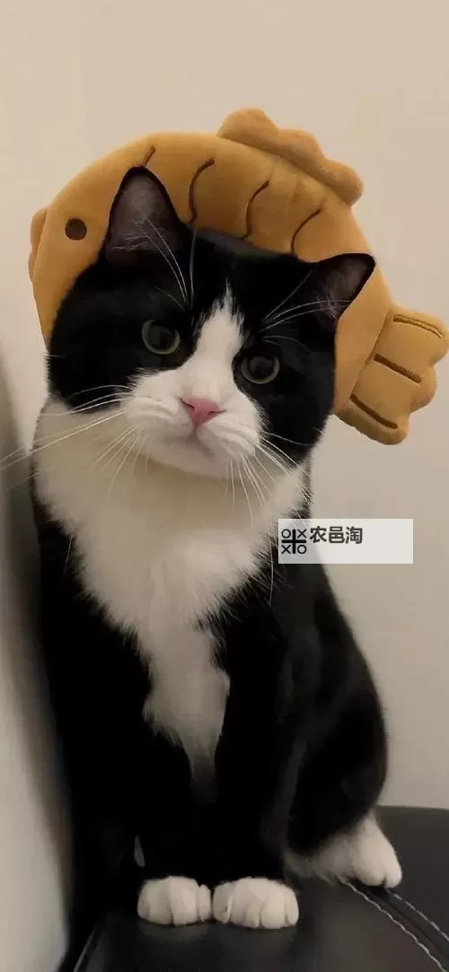 掌握沼汇陵技能点,开启全新冒险之旅图1