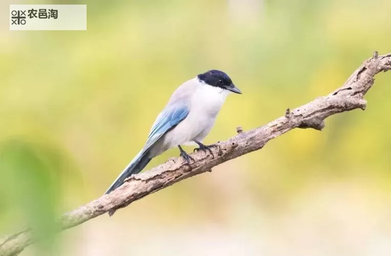 《七日世界》MP7外层空间配装思路讲解 MP7外层空间怎么配装图1