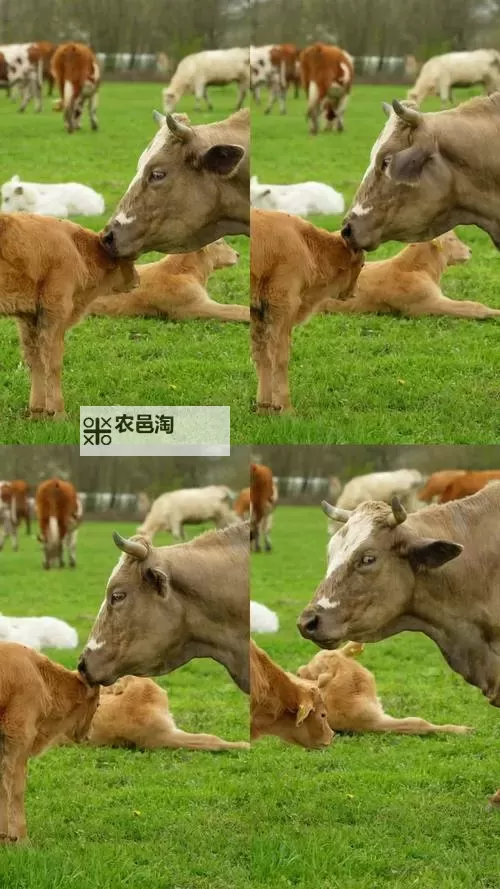 畅享精彩娱乐:牛牛在线视频带你领略无限精彩内容图1