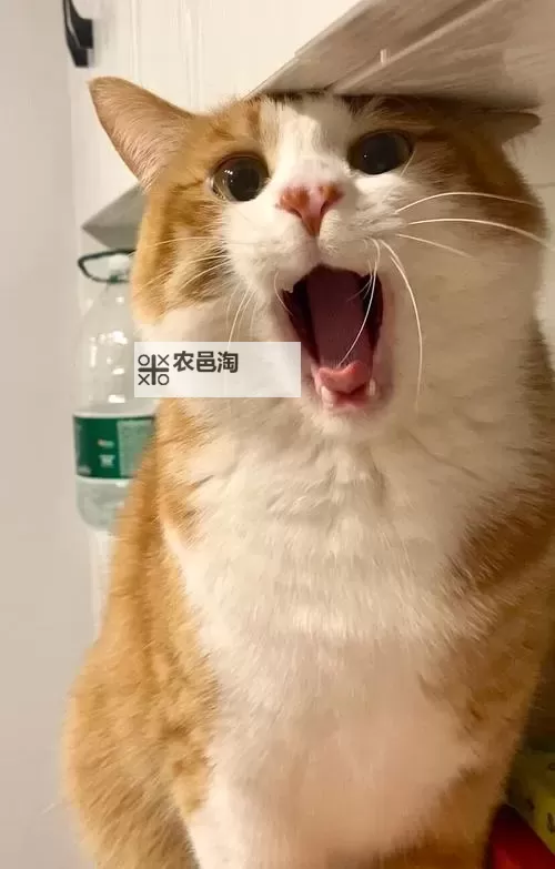 自己对准它自己动:自我调节的力量与启示图1