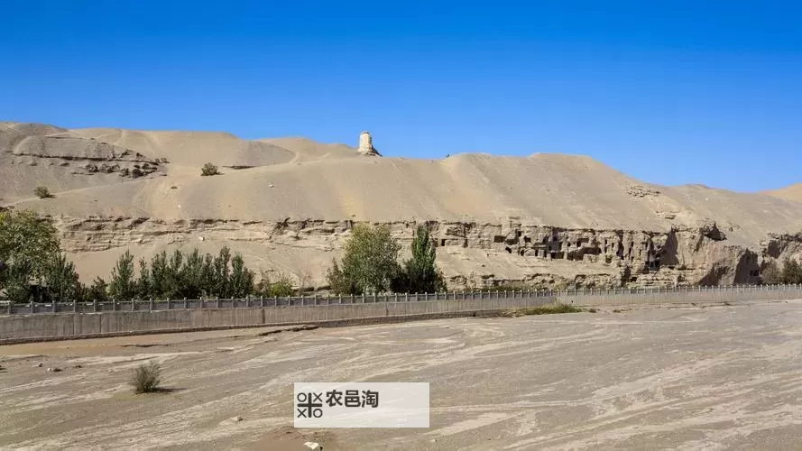 玉杵入牦户:天下一奇,吃桔带皮展风韵图1