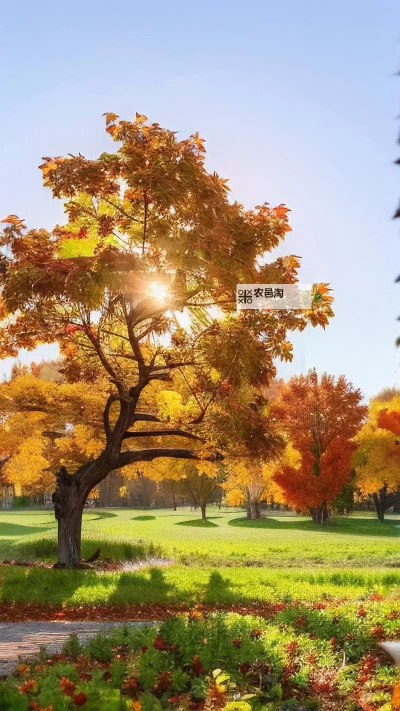 探索全新娱乐体验：X8X8拨牐拨牐X8免费视频8文字全解析图1