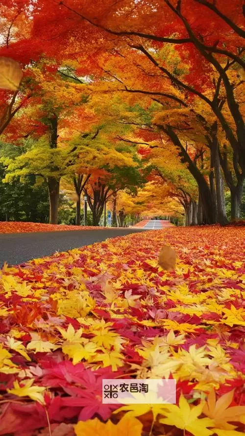 探索全新娱乐体验：X8X8拨牐拨牐X8免费视频8文字全解析图2