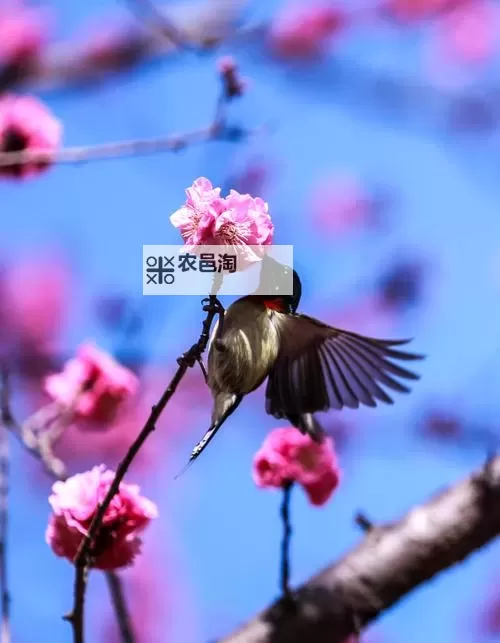 《夜族崛起》新手基地布局攻略 新手基地怎么布局图1