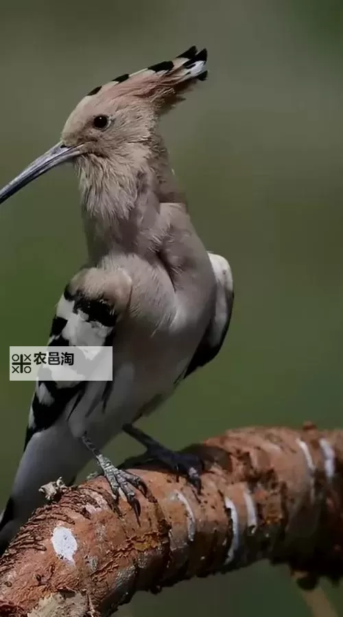 爆款推荐：国产精品久久久久久久久久久久午夜片带你领略极致唯美时刻图1