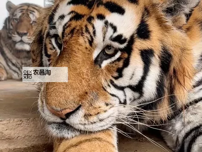 如何用1024手机轻松看毛:全面指南图1