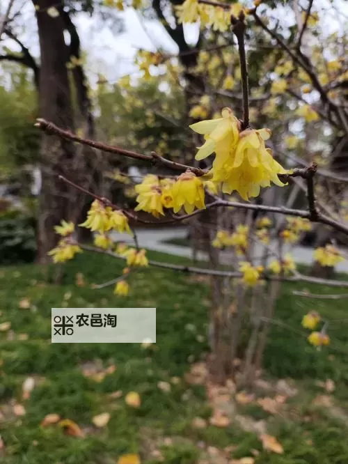 张筱雨花浴:细腻描绘与唯美意境的完美融合图1