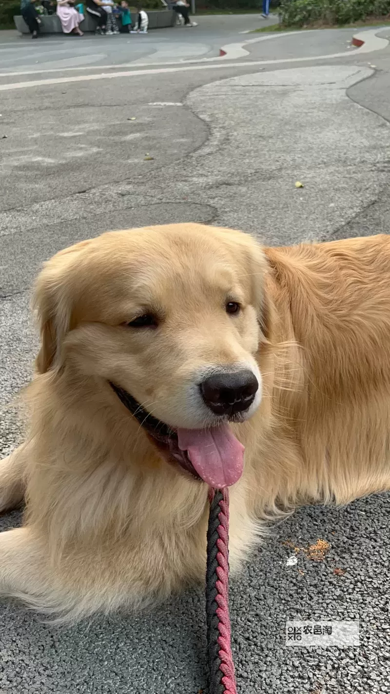 香香公主与爱犬六部曲在线观看:六段童话般的温柔旅程图1