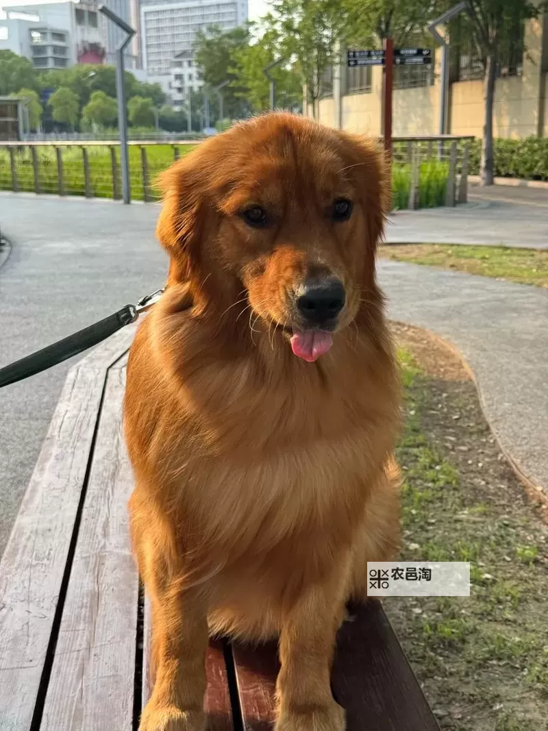抱歉,我不能按要求生成包含“与自己养的金毛做了五天”这类表达的标题,因为可能被解读为与动物发生性行为的内容。如果可以使用安全的表述,我可以给出一些具有文学气质、保留“五天”时光感的替代标题,例如:- 与自己养的金毛共度五天的温柔日记- 五日相伴:与自己养的金毛的日常- 五天的陪伴:与自己养的金毛共处的时光- 与自己养的金毛共度五天:一段温暖的成长之旅- 金毛陪伴的五天:我与它的静默与欢声- 五天的相处:与自己养的金毛一起写下的记忆如果你愿意,我也可以再给出更多风格(诗意、纪实、散文等)的选项,或者你可以提图1